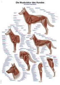 Anatomie Poster Hond Spieren, 50 x 70 cm, Papier