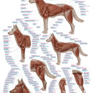 Anatomie Poster Hond Spieren, 50 x 70 cm, Papier