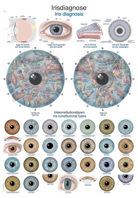 Anatomie Poster Irisdiagnose