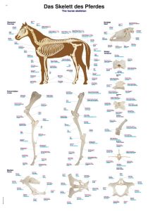 Anatomie Poster Paard Skelet, 50 x 70 cm, Papier