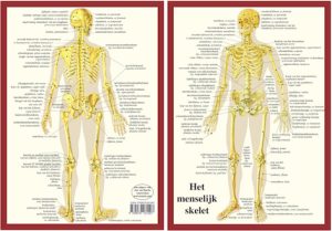 Anatomie Skelet A4 Kaart Nederlands