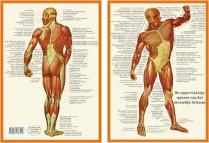 Anatomie Spieren A4 Kaart Nederlands