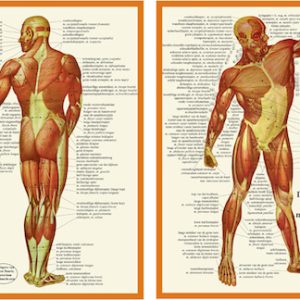 Anatomie Spieren A4 Kaart Nederlands