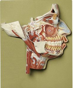 Anatomiemodel Hoofd