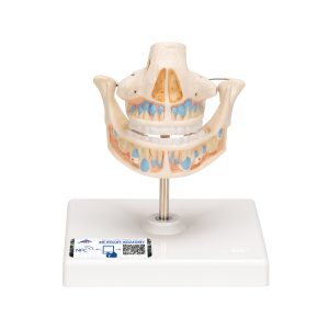 Anatomiemodel van het Melkgebit