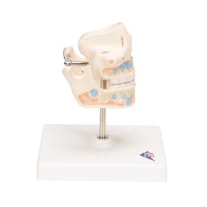 Anatomiemodel van het Melkgebit