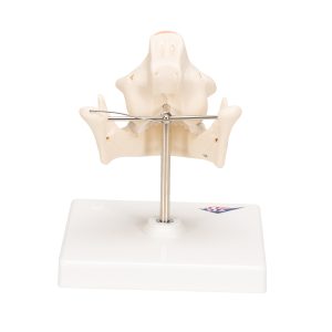 Anatomiemodel van het Melkgebit