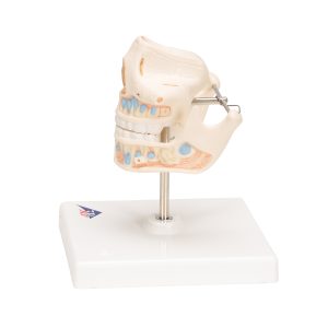 Anatomiemodel van het Melkgebit