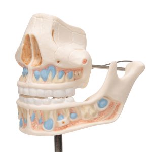 Anatomiemodel van het Melkgebit