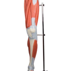 Anatomisch Spiermodel Been, 13-delig