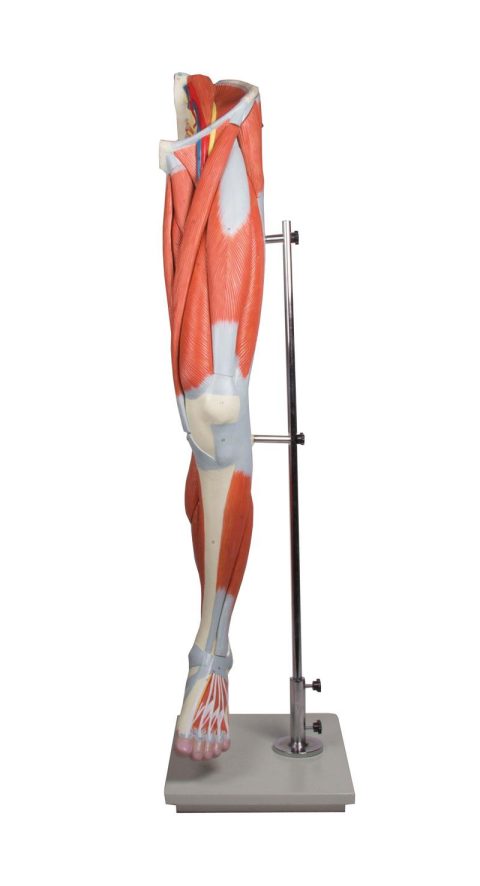Anatomisch Spiermodel Been, 13-delig