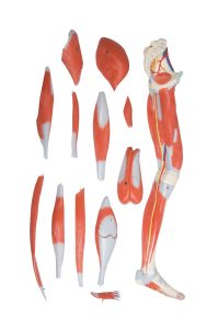 Anatomisch Spiermodel Been, 13-delig