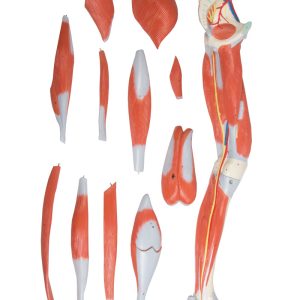 Anatomisch Spiermodel Been, 13-delig