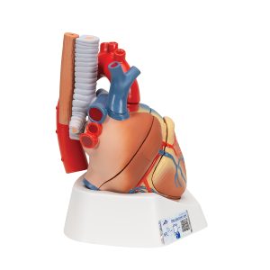 Anatomisch Hartmodel 7-delig