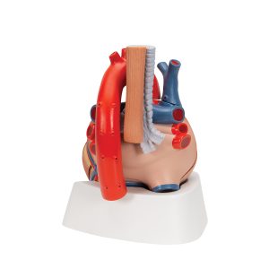 Anatomisch Hartmodel 7-delig