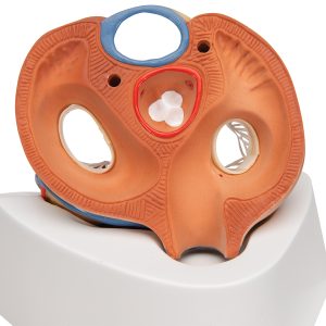 Anatomisch Hartmodel 7-delig