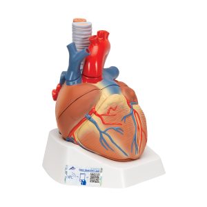 Anatomisch Hartmodel 7-delig