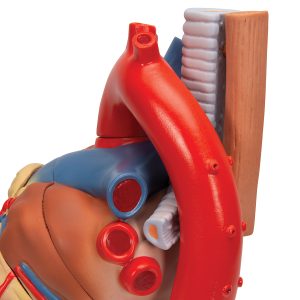 Anatomisch Hartmodel 7-delig