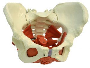 Anatomisch Model Bekkenbodem Vrouw