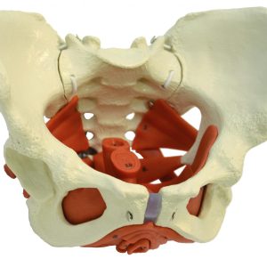 Anatomisch Model Bekkenbodem Vrouw