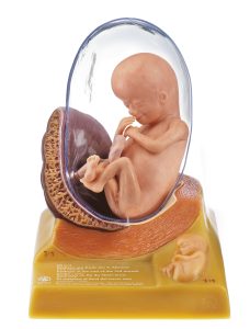 Anatomisch Model Embryo (Derde maand)
