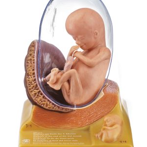 Anatomisch Model Embryo (Derde maand)