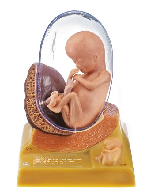 Anatomisch Model Embryo (Derde maand)