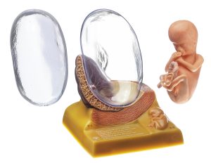Anatomisch Model Embryo (Derde maand)