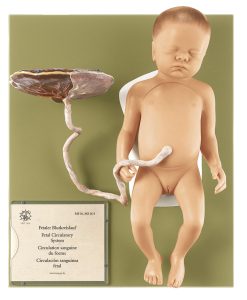 Anatomisch Model Foetus, 13-delig