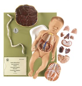 Anatomisch Model Foetus, 13-delig