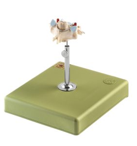 Anatomisch Model Halswervel (C VI) met Ruggenmerg