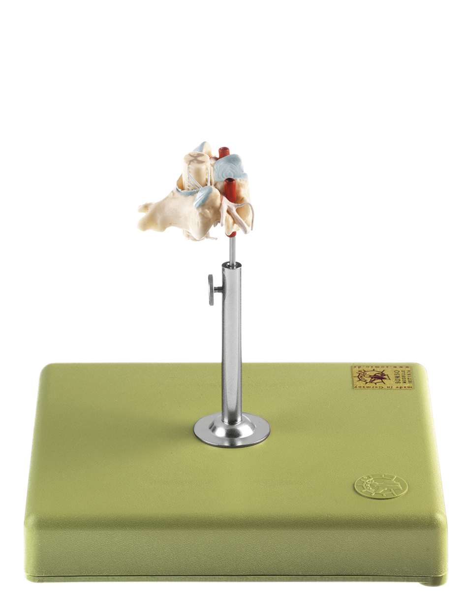 Anatomisch Model Halswervel (C VI) met Ruggenmerg