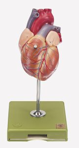 Anatomisch Model Hart