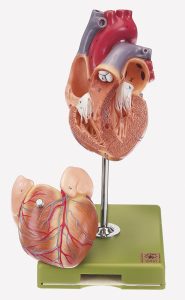 Anatomisch Model Hart