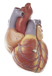 Anatomisch Model Hart