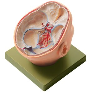 Anatomisch Model Schedelbasis