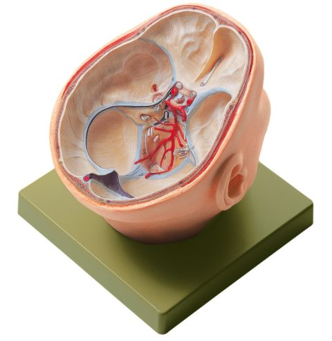 Anatomisch Model Schedelbasis