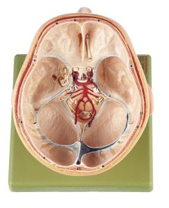 Anatomisch Model Schedelbasis