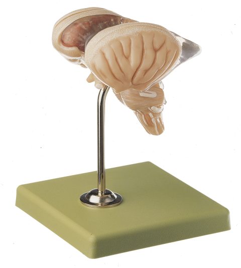 Anatomisch Model Hersenstam (8-delig)