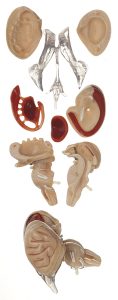 Anatomisch Model Hersenstam (8-delig)