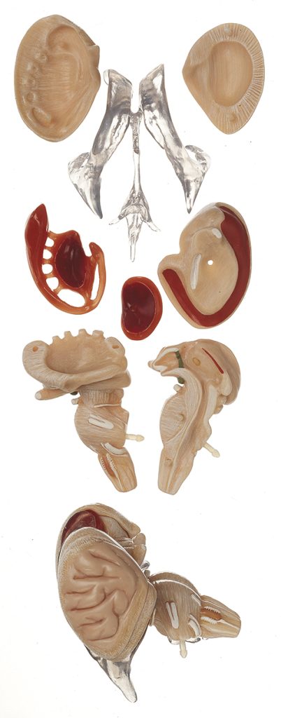 Anatomisch Model Hersenstam (8-delig)