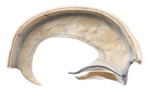 Anatomisch Model Hersenvlies