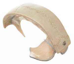 Anatomisch Model Hersenvlies