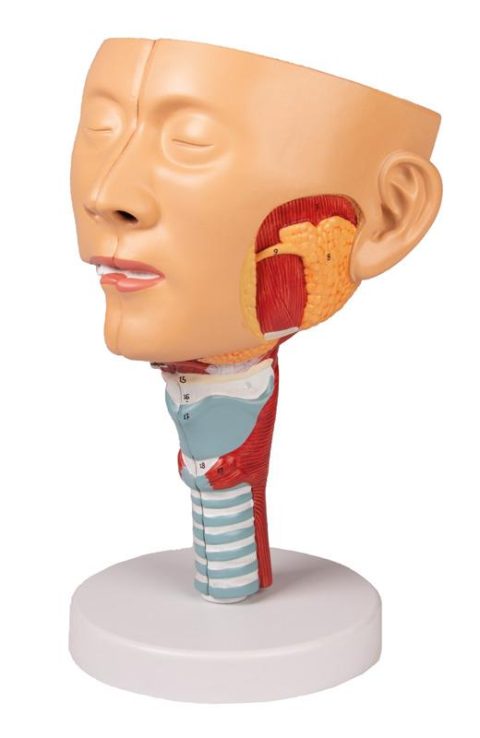 Anatomisch Model Hoofd met Larynx