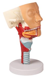 Anatomisch Model Hoofd met Larynx