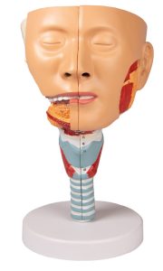 Anatomisch Model Hoofd met Larynx