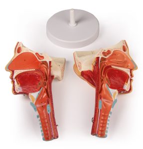 Anatomisch Model Hoofd met Larynx