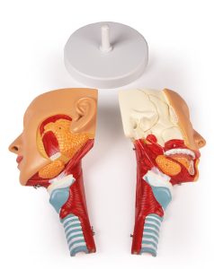 Anatomisch Model Hoofd met Larynx