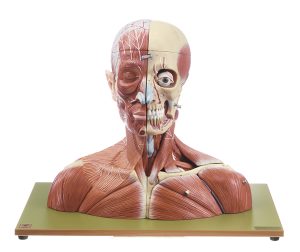 Anatomisch Model Hoofd en Nek, 19-delig