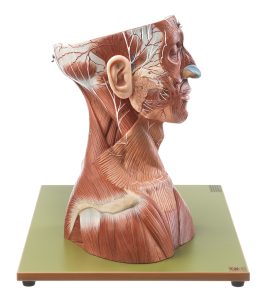 Anatomisch Model Hoofd en Nek, 19-delig